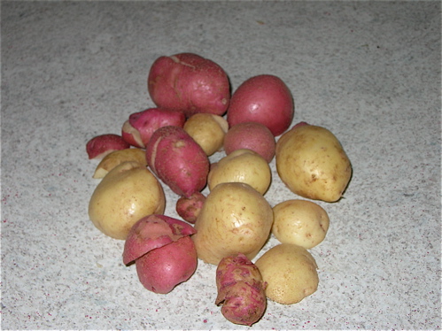 Potato harvest '08