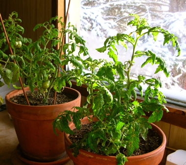 Indoor tomatoes '08