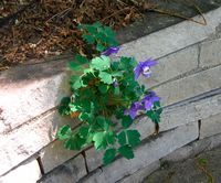 Sally's columbine in wall