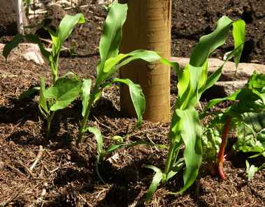 Corn seedlings