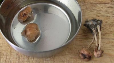 Mushrooms, dry & reconstituted