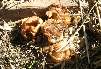 Mushrooms next door