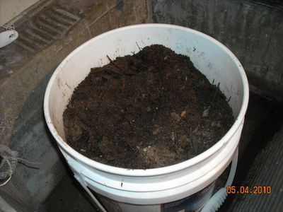 Bokashi compost 3 weeks later