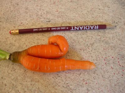 Rudest carrot